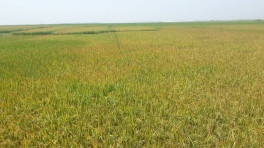 ছবি: টিবিএস