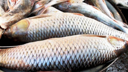 ফাইল ছবি: সংগৃহীত