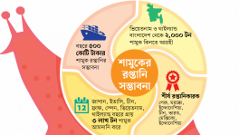 শামুক রপ্তানি করে বৈদেশিক মুদ্রা অর্জনের সুযোগ  
