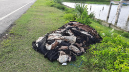 ছাগলের চামড়ার মূল্য ৫-১০ টাকা, ফেলে দেওয়া হচ্ছে রাস্তায় 