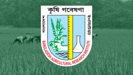 কৃষি গবেষণা ইনস্টিটিউট: কোটা বহাল রেখে আওয়ামী লীগ আমলে বাছাইকৃত ১৪৩ জনকে নিয়োগ
