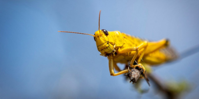 Dreaded locust swarms: Myths and facts