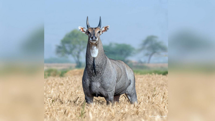 Understanding the visiting nilgais of Bangladesh | undefined