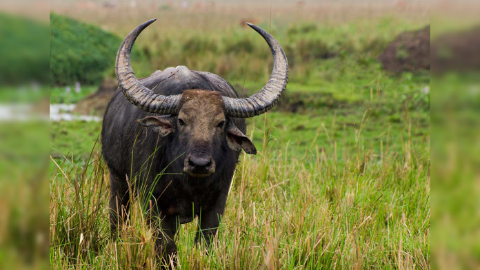 cache Situation spille klaver Asiatic water buffalo: Lost species of the lost wetlands