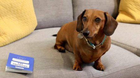 Katherine Sofoluke's miniature Daschund called George sitting with his EU Pet Passport in Beckenham, Greater London, Tuesday, Aug. 13, 2019. Photo: AP/UNB
