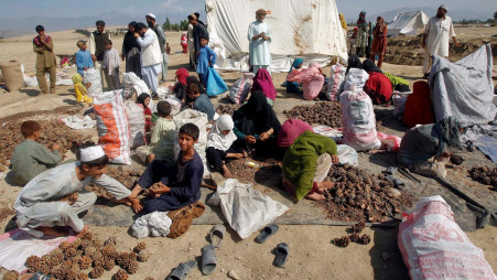 Afghans work on a pine nuts field in Jalalabad province October 10, 2012/Reuters