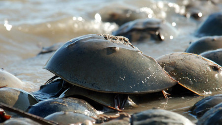 Bangladesh: Pricey 'blue blood' causes horseshoe crab's own crisis | The  Business Standard
