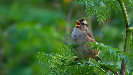 White-throated sparrows are singing a new song
