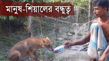 An unusual friendship between a fox and a human