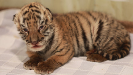 Tigress Jaya gives birth to 3 cubs in Chattogram Zoo, 2 die | undefined