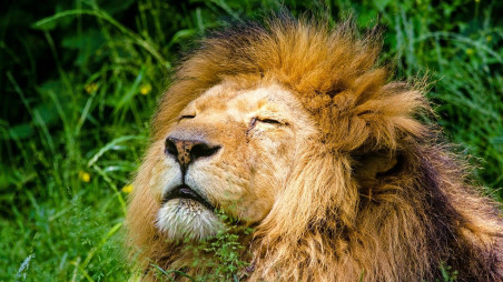 Representational Image of Lion. Photo: Pixabay 