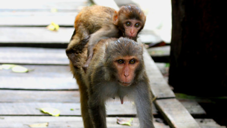 Baby monkey learning to beg.Photo: Enam Ul Haque 