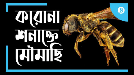 Bees will detect coronavirus!