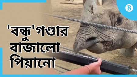 TBS World: "Bandhu" the rhino plays piano