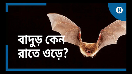 TBS Explainer: Why do bats fly at night?