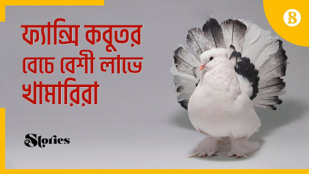 TBS Stories: Farmers count profits selling fancy pigeons