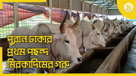 Mirikadim's white cow: Old Dhaka dweller's first choice