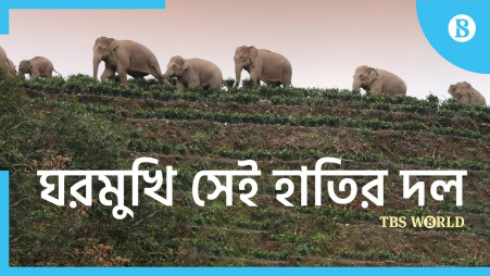 TBS World: China’s nomadic elephants heading home