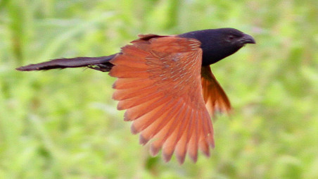 Coucal is flying by flapping its red wings. Photo: Enam Ul Haque
