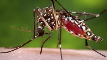  Mosquito-borne diseases can cause enormous suffering for people all over the world. PHOTO: REUTERS