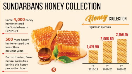 Record honey collection in Sundarbans amid pandemic
