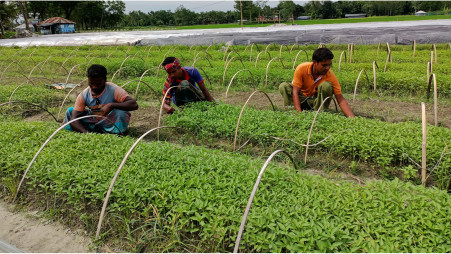 Nursery employees take care of seedlings in Bogura’s Shahjahanpur upazila. There are some 250 vegetable seedling nurseries in about 20 villages under the upazila. Photo: TBS 
