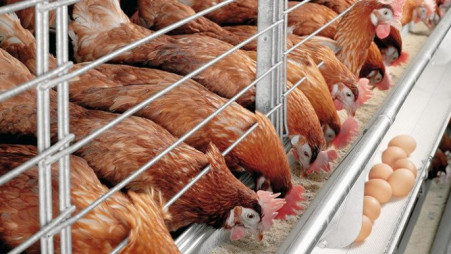 Animal feed industry takes a big hit over edible oil price hike | undefined