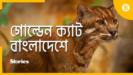 Elusive Asian golden cat in Bangladesh
