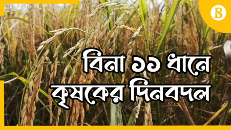 Farmers have blessed for BINA 11 Rice