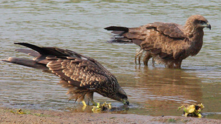 Black Kite: A happy forager, not the hunter hubby of Aesop's eagle |  undefined