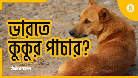  Stray Dogs being smuggled to India?