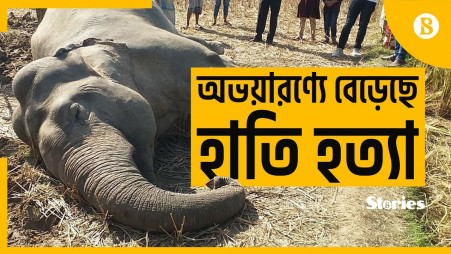 Elephant killing has increased in the sanctuary