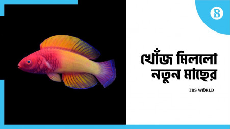 New rainbow-coloured fish discovered off Maldives coast