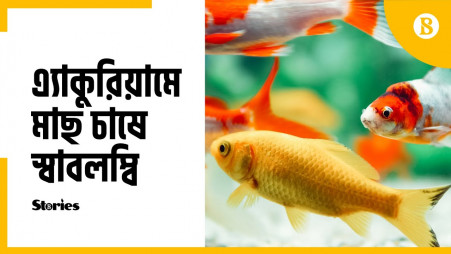Commercial aquarium fish farming in Bangladesh