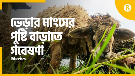 New technology to develop antioxidant rich mutton