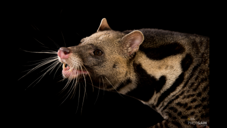 Civets: Nocturnal carnivores facing extinction | undefined