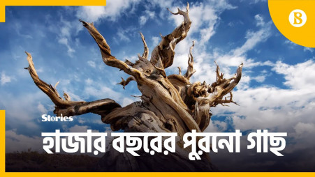 5 oldest trees in the world