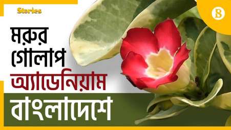 Desert Rose plant costs around Tk1 lakh