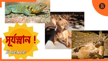 Why do animals love sunbathing?