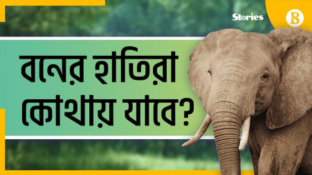 Are elephants on the verge of extinction in Bangladesh?