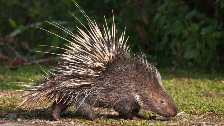 Into the remarkable world of reclusive, resilient porcupines | undefined