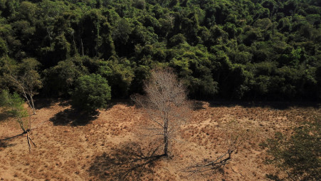 An aerial view shows a dead tree near a forest on the border between Amazonia and Cerrado in Nova Xavantina, Mato Grosso state, Brazil July 28, 2021. Picture taken July 28, 2021 with a drone. REUTERS/Amanda Perobelli