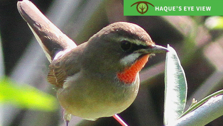 Siberian Rubythroat snapping tail. Photo: Enam Ul Haque
