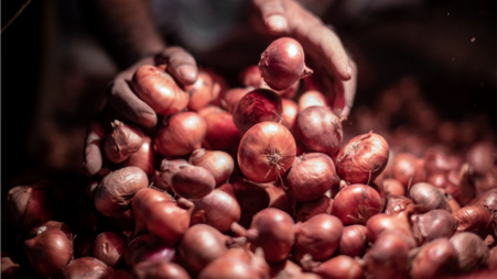 Onions can potentially be selected for export to several countries, as we have a surplus in some seasons. Our onion growers have developed 14 varieties of this crop, with more coming up. Photo: TBS
