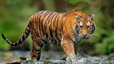 Tiger of no tiger, securing a connection between our ever-fragmenting CHT forests still has merits. Photo: Collected