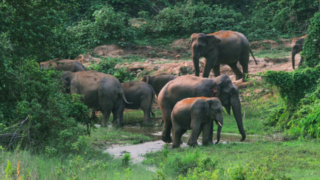 Although a small country like Sri Lanka has 7,000 elephants, Bangladesh has only 200 of the giants. PHOTO: MONIRUL H KHAN