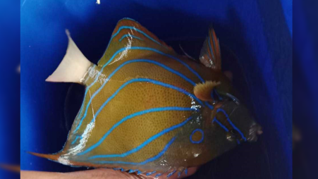 The Blue Ring angelfish. Photo: TBS