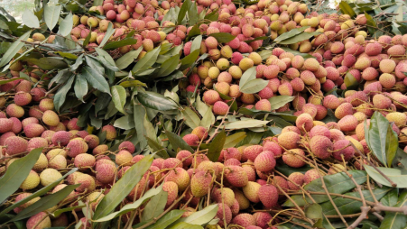 Litchi production. Photo: BSS