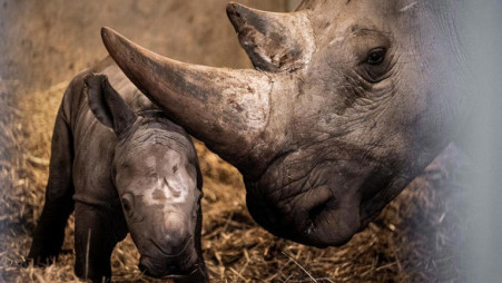 Injecting radioactive material into live rhino horns will make them easier to detect at border posts. Photo: DW