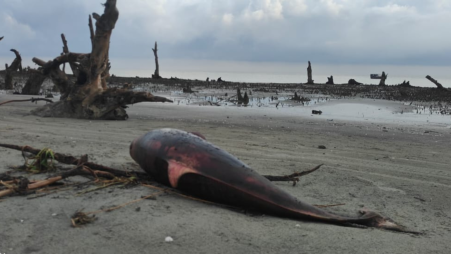 A dead dolphin found Gangamati Lake area of Kuakata beach. Photo: TBS